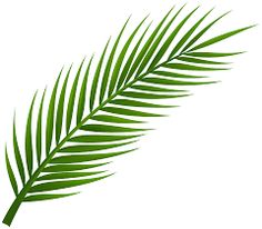236x206 Palm Branch Image Free Cliparts That You Can Download To You