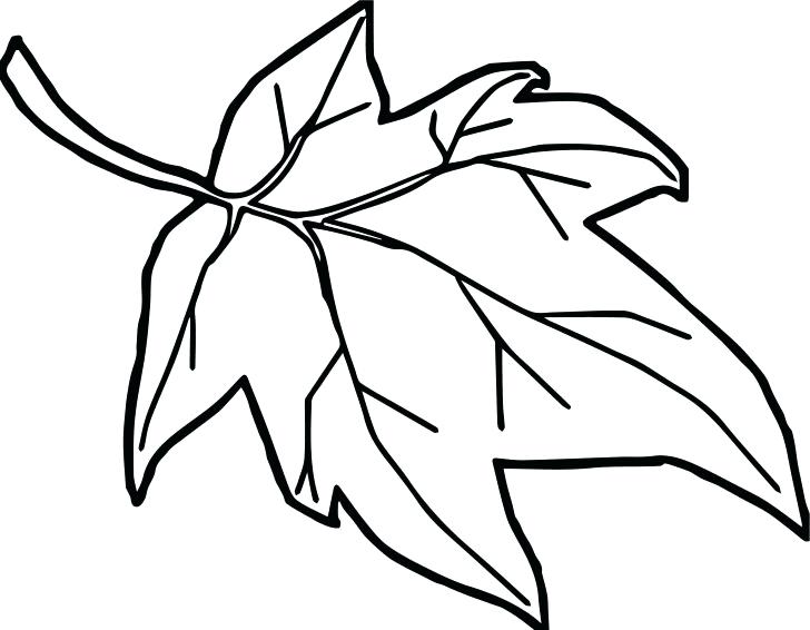 728x566 Palm Leaf Drawing At Free For Personal Use Coloring