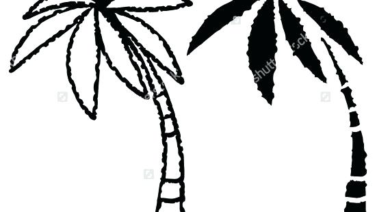 570x310 How To Draw A Simple Palm Tree