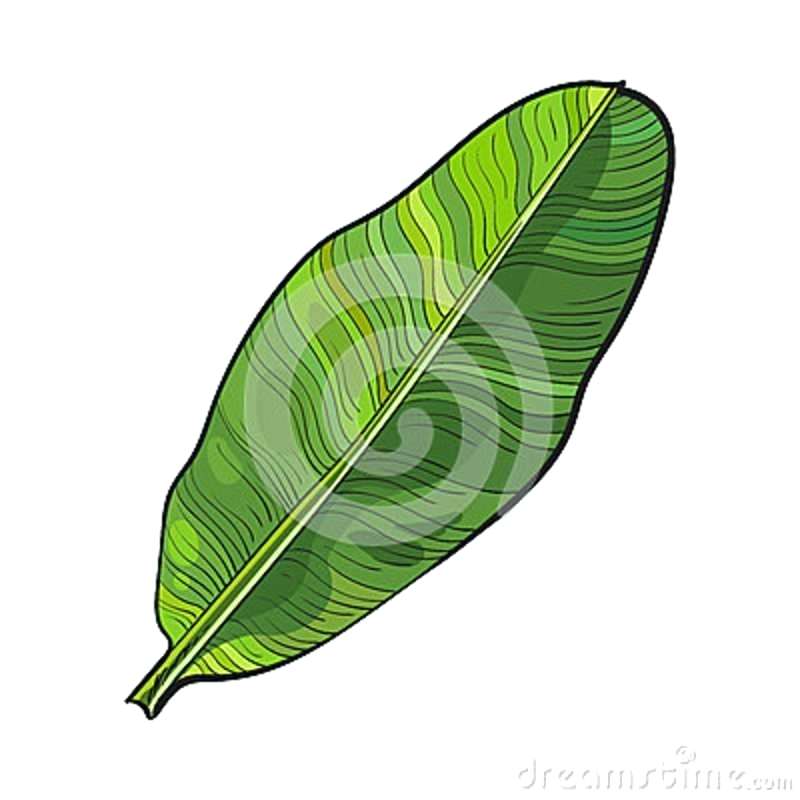 800x800 Drawing Of Banana Full Fresh Leaf Of Banana Palm Tree Sketch Style