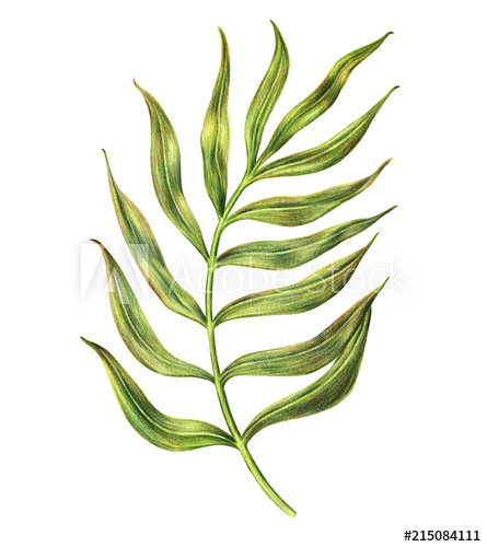 445x500 Exotic Tropical Leaf Of Areca Palm With Long Stem And Pinnate