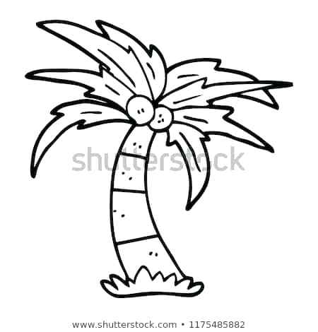 450x470 line drawing palm tree how to draw a palm tree palm tree line