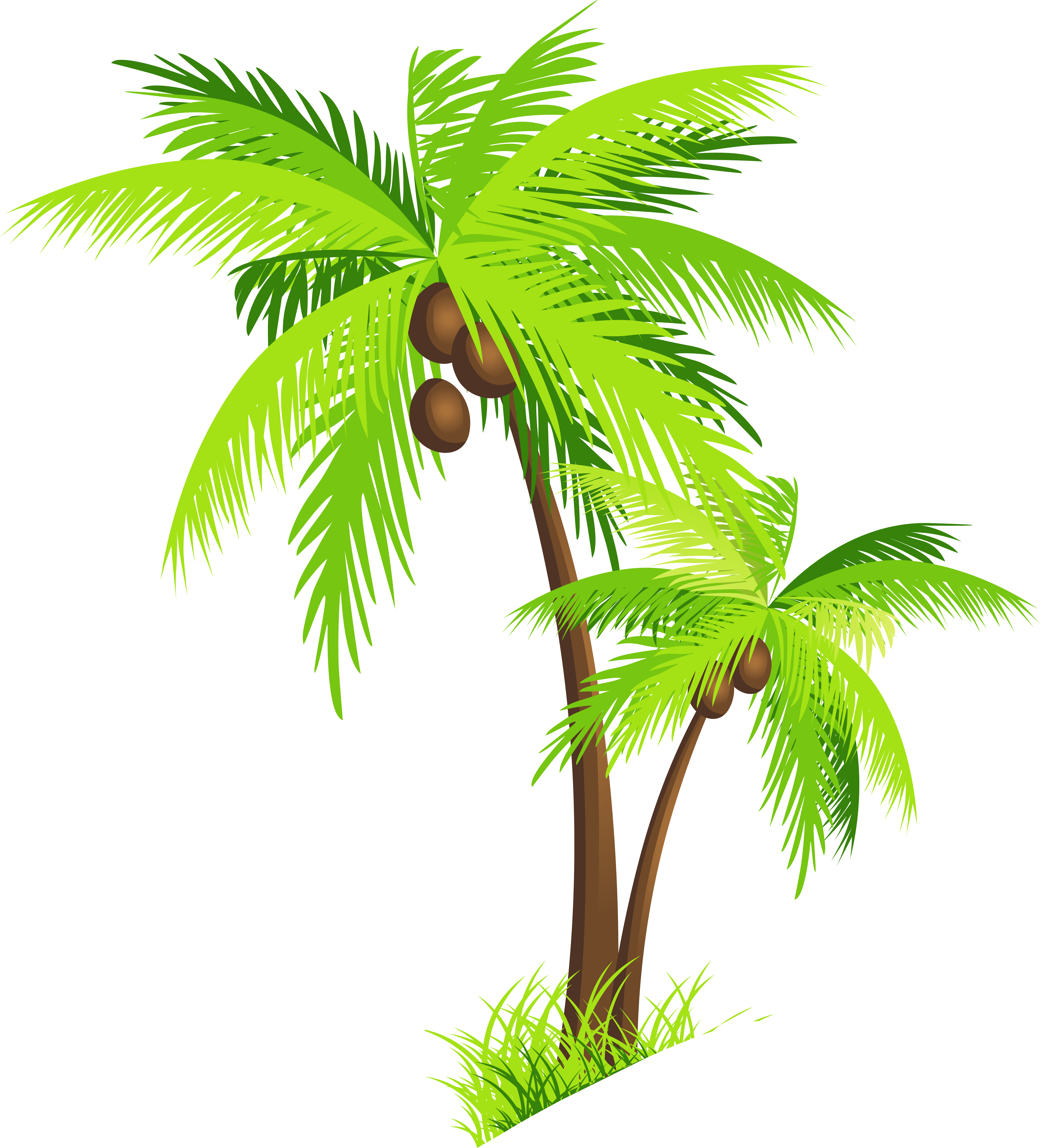 6146x6787 Palm Tree Coconut Clipart Free Images Clip Art Palm Tree