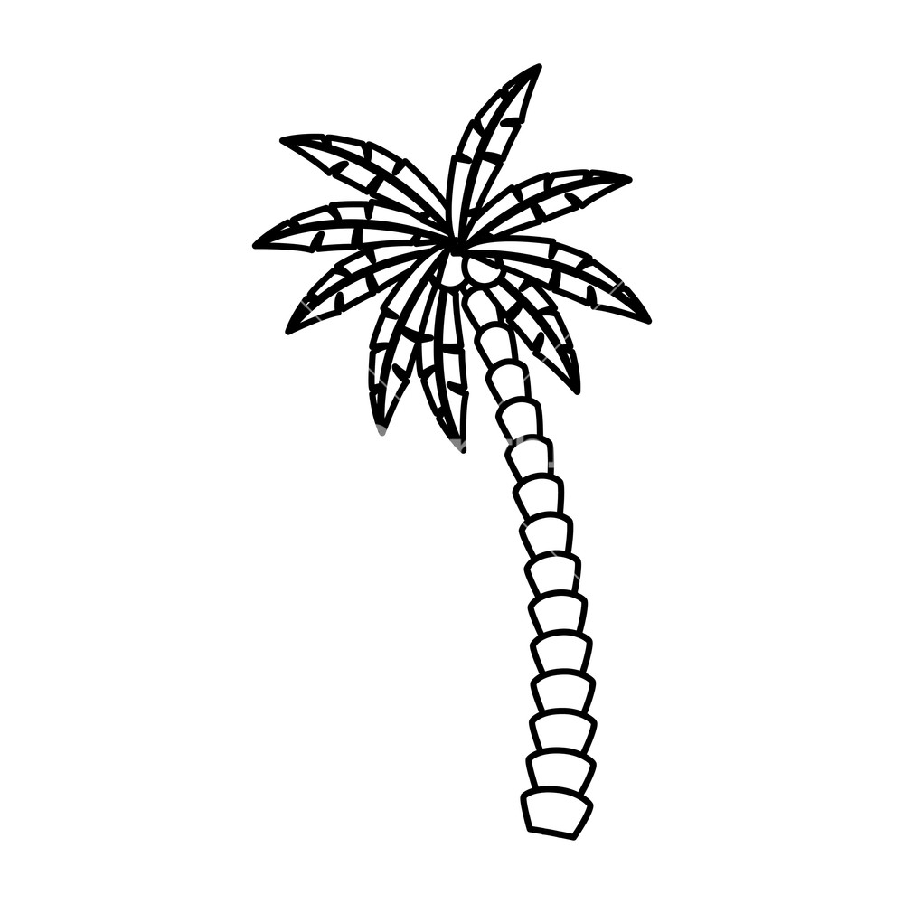 1000x1000 Palm Tree Icon Isolated Drawing In White Background Vector
