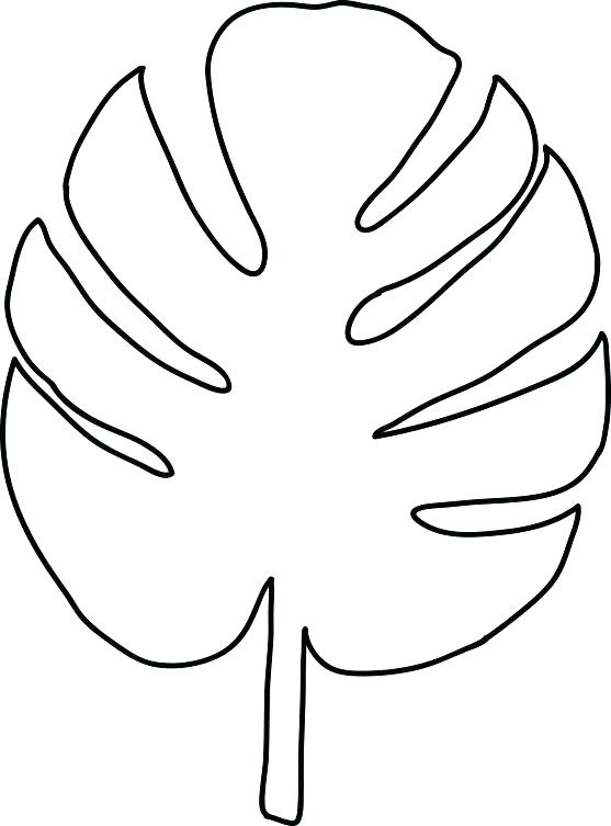 Palm Frond Drawing