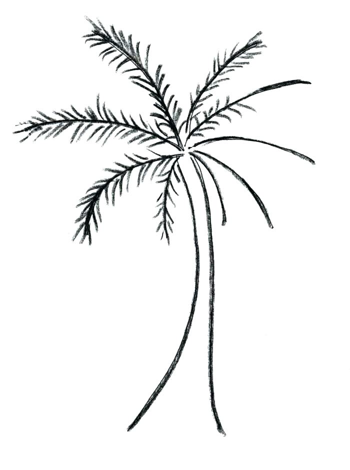 700x940 easy palm tree coconut tree drawing easy fondant palm trees