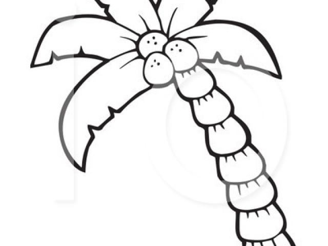 640x480 Foliage Clipart Palm Frond