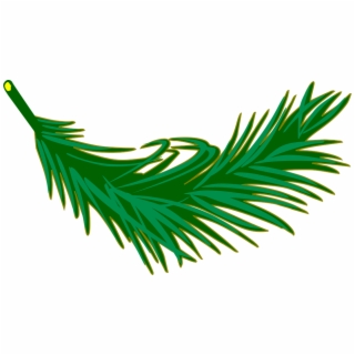 320x320 Hd Branch Frond Leaf Leafy Leaves Palm Plant