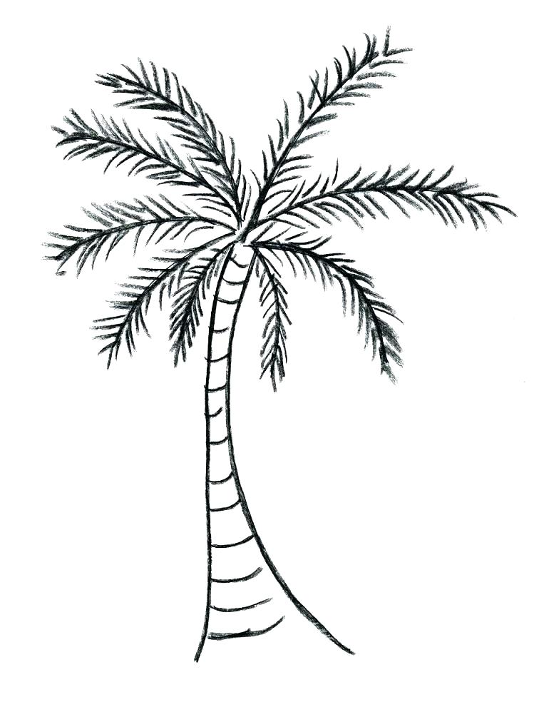 749x984 palm leaf outline palm leaf hand drawn doodle sketch vector