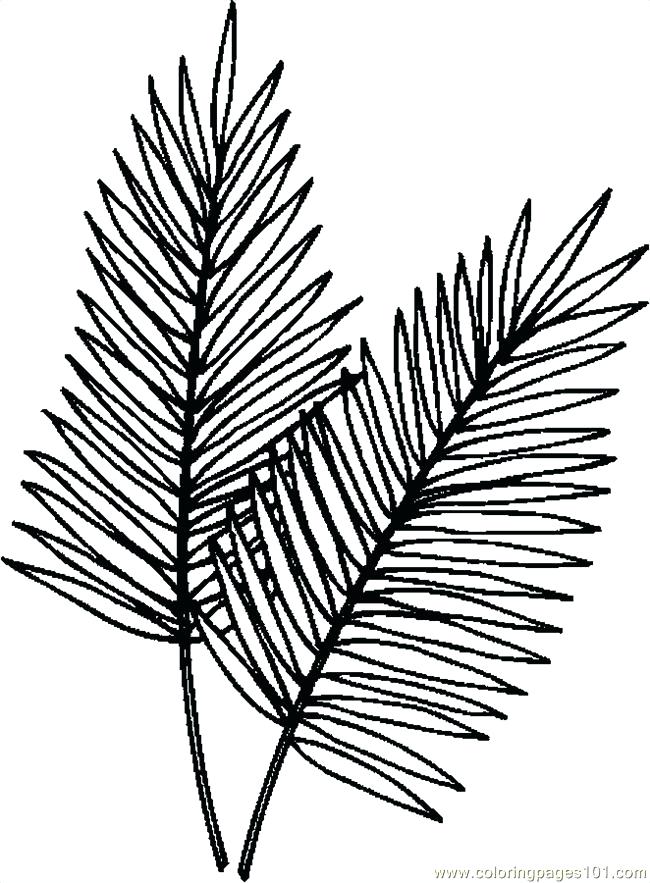 650x883 Palm Leaves Coloring Pages Drawn Tree Printable Leaf Drawing