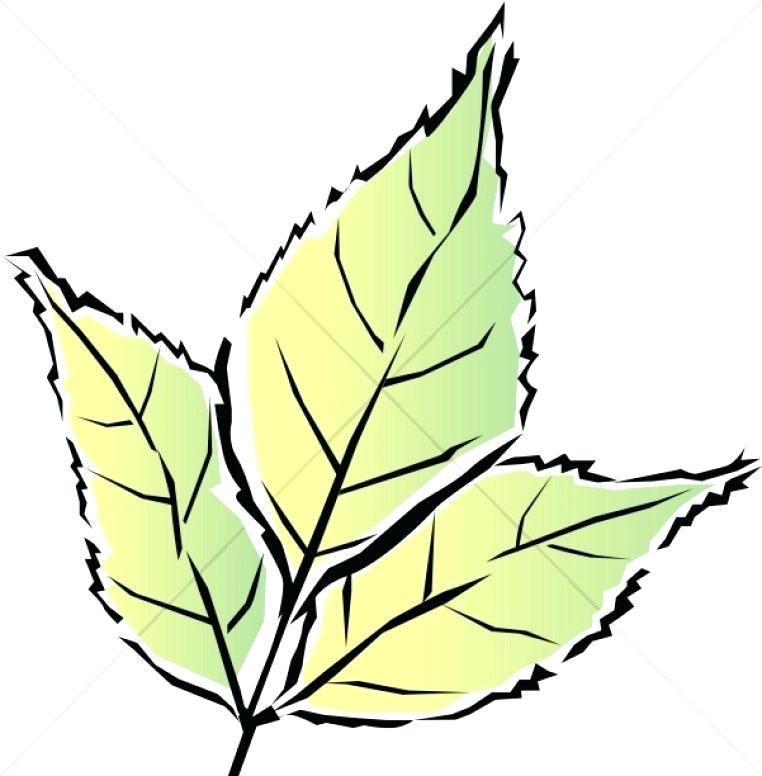 762x776 How To Draw A Simple Tree With Leaves