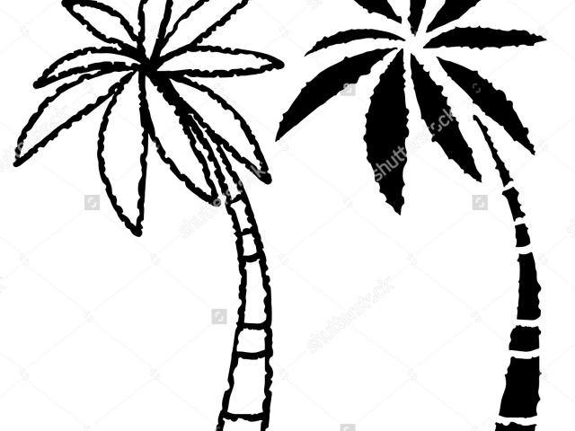 640x480 Drawn Palm Tree Free Clip Art Stock Illustrations