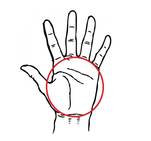 517x483 Palm Of Hand Clipart