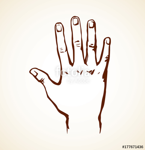 484x500 Palm Vector Drawing Stock Image And Royalty Free Vector