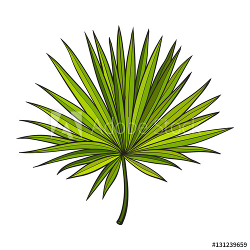 500x500 Full Fresh Fan Shaped Leaf Of Palmetto Tree, Sketch Style Vector