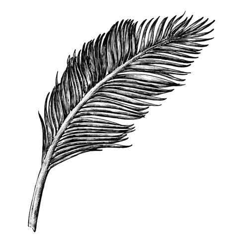 490x490 Hand Drawn Palm Leaf