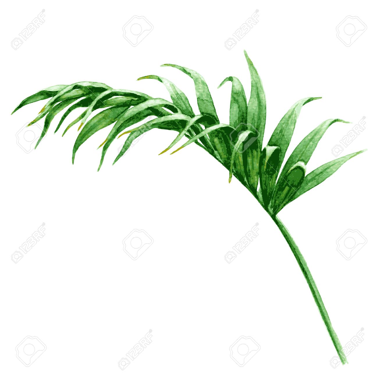 1300x1300 Huge Collection Of 'palm Frond Drawing' Download More Than