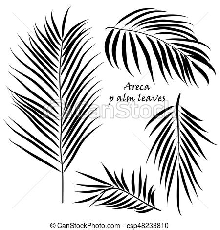 450x470 Branch Tropical Palm Areca Leaves In Black Colors, Isolated