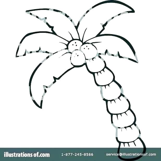 618x618 Palm Tree Coloring Pages Leaves