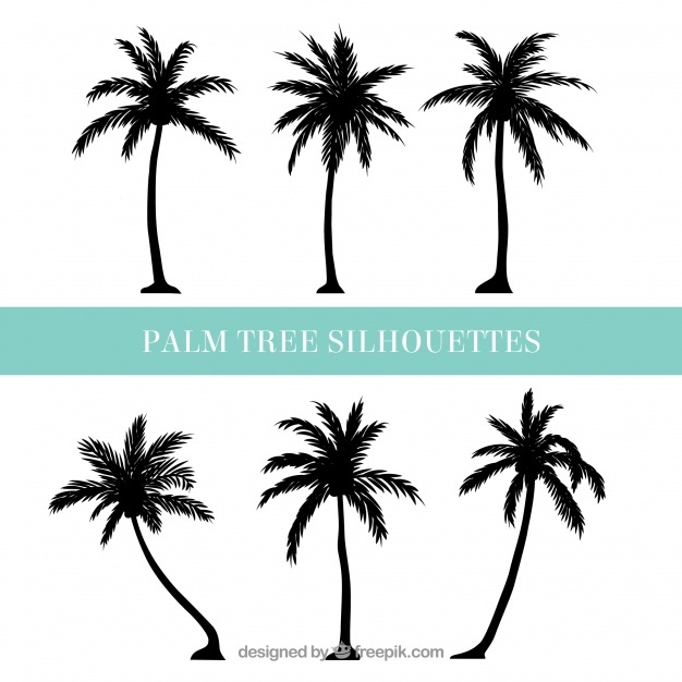 626x626 Palm Tree Vectors, Photos And Free Download