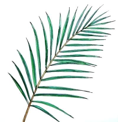 400x415 Draw A Palm Tree