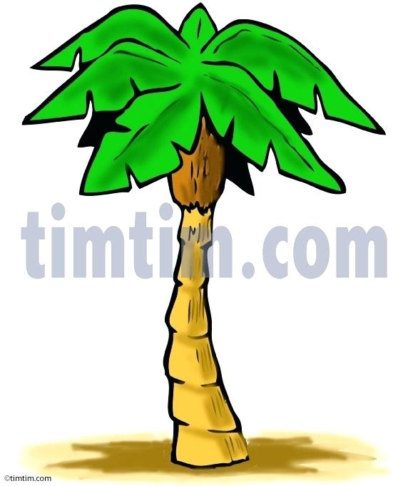 572x682 Palm Tree Drawing Simple Drawing Of A Palm Tree