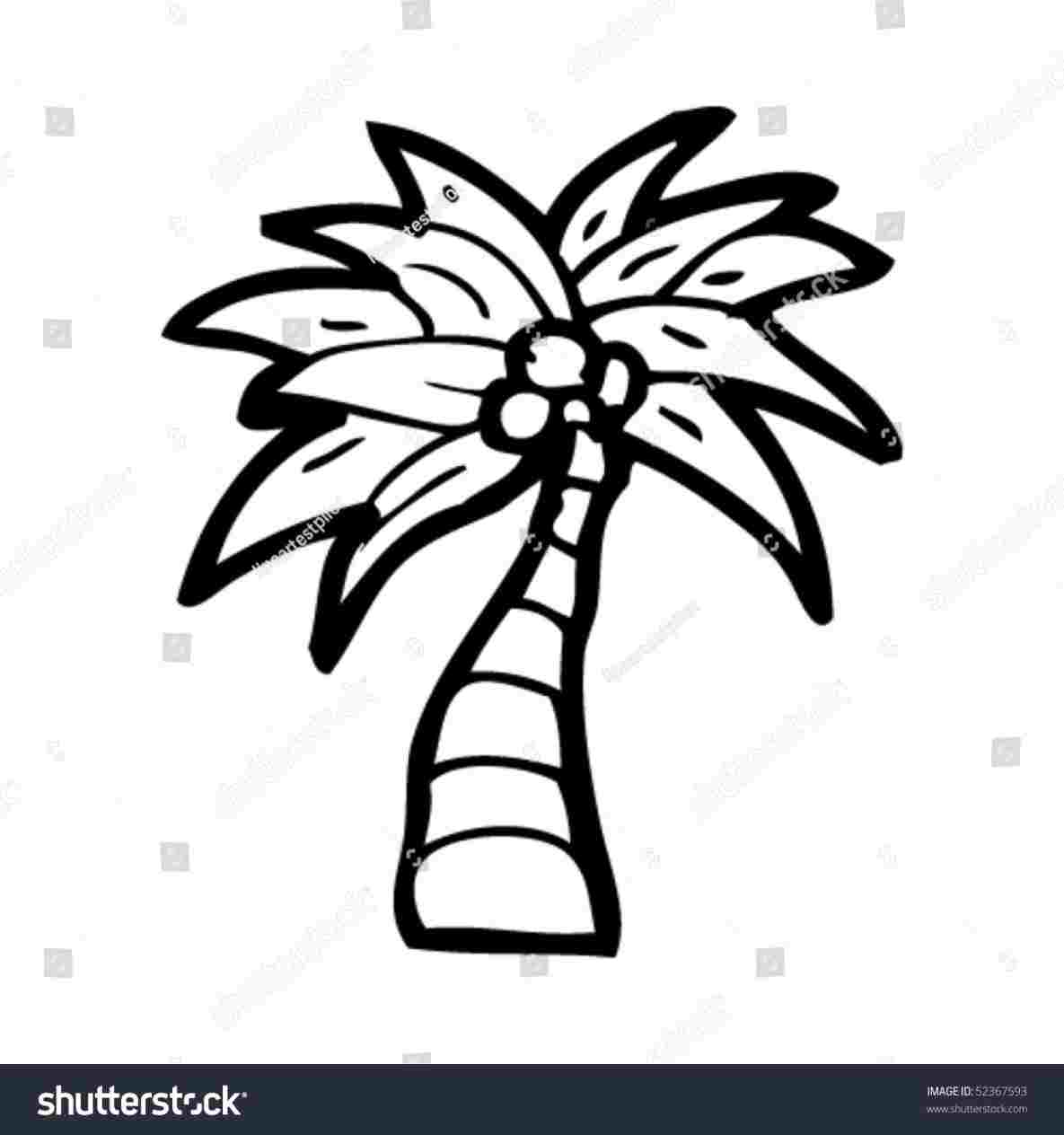 1185x1264 In Fast Motion Rhwapous Easy Palm Tree Pictures Drawing Coconut