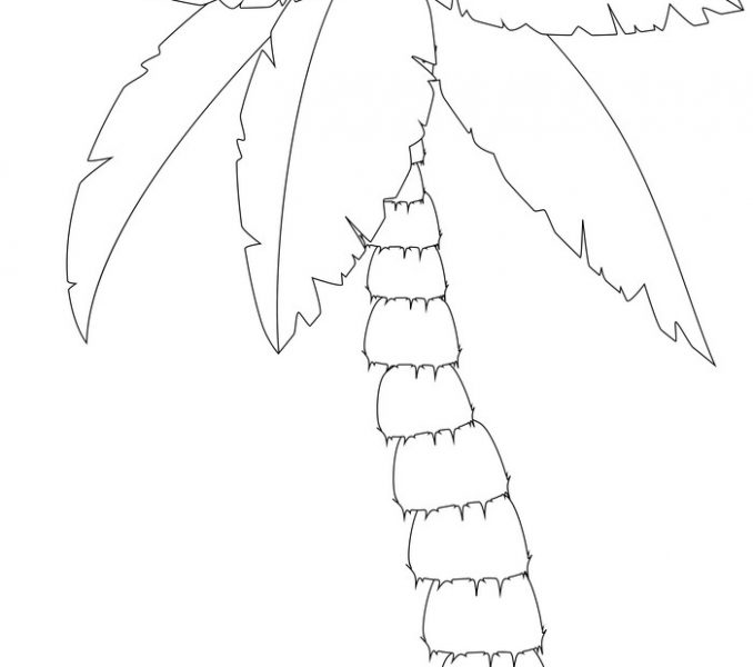678x600 Palm Tree Outline Palm Tree Outline Drawings Royalty Free Vector