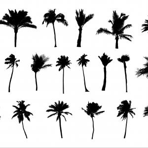 300x300 How To Draw Palm Trees New Line Drawing A Palm Tree At Getdrawings