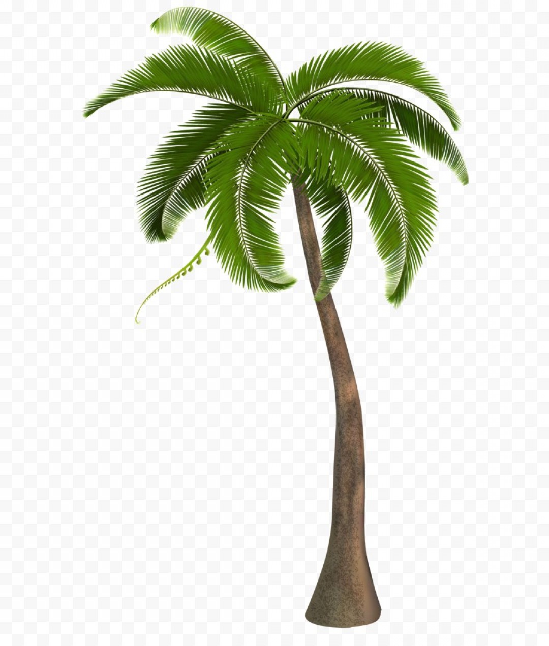 Palm Tree Drawing Png | Free download on ClipArtMag