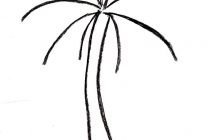 210x140 Tag Palm Tree Drawing Easy Step