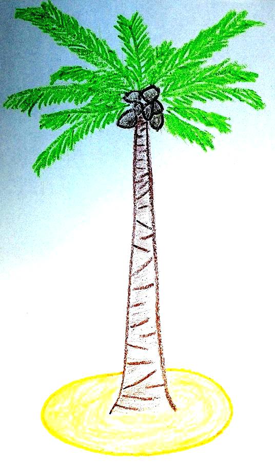 536x900 Drawing A Palm Tree