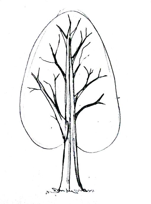511x690 Easy Tree Drawing Easy Tree Drawing How To Draw An Oak Tree How