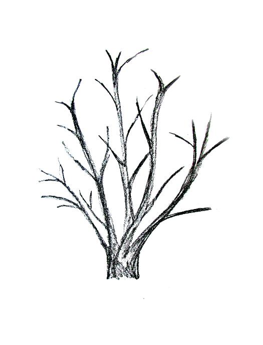 525x690 Pictures Of Trees To Draw Four Season Trees Hand Draw Spring