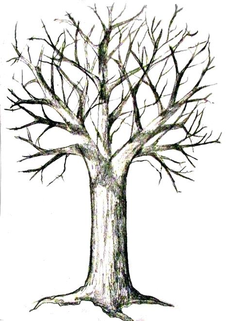 484x660 Easy Trees To Draw