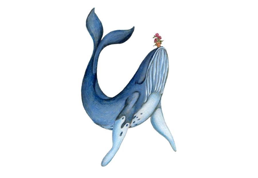 900x620 Whale Drawing Whale Drawing Easy Cute