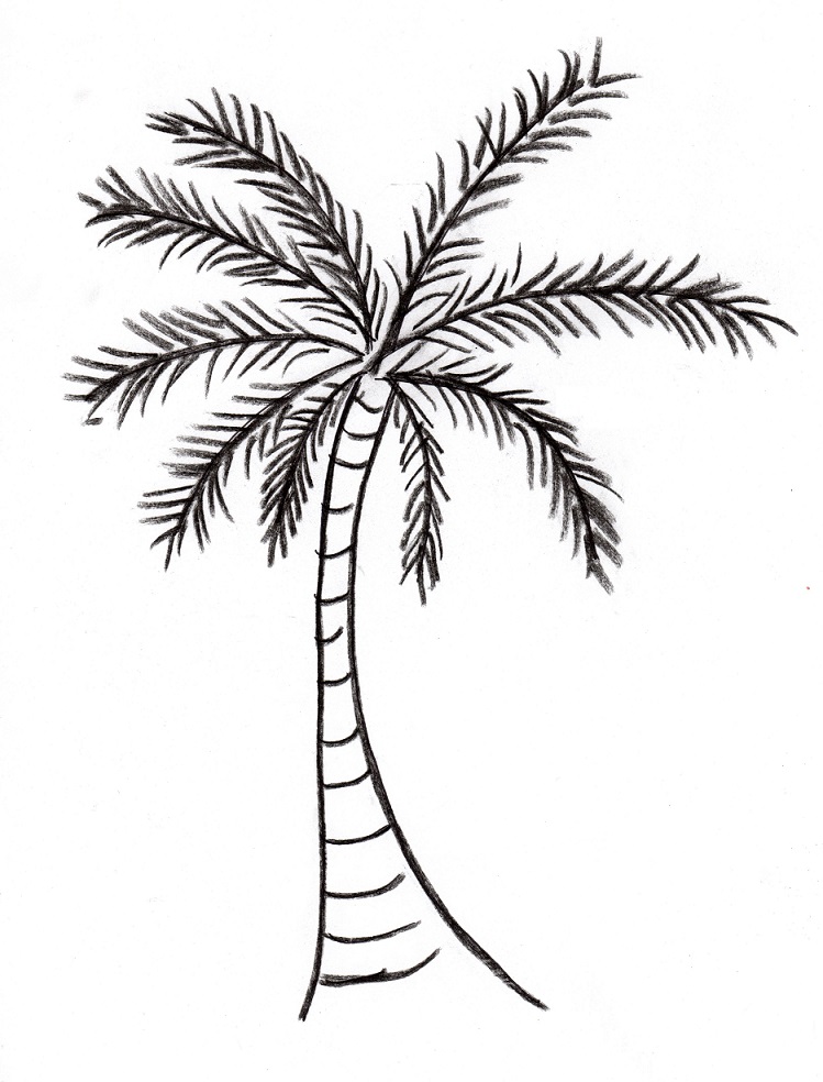 749x984 Cp Paurb Palm Trees Tumblr Related Keywords Suggestions