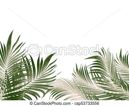 450x371 Green Leaf Of Palm Tree Background