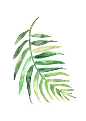 170x240 Watercolor Drawing Of A Leaf Of A Palm Tree Green Tropical Palm