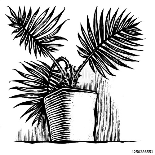 500x500 Big Leaf Exotic Palm Tree In The Vase Stock Photo And Royalty