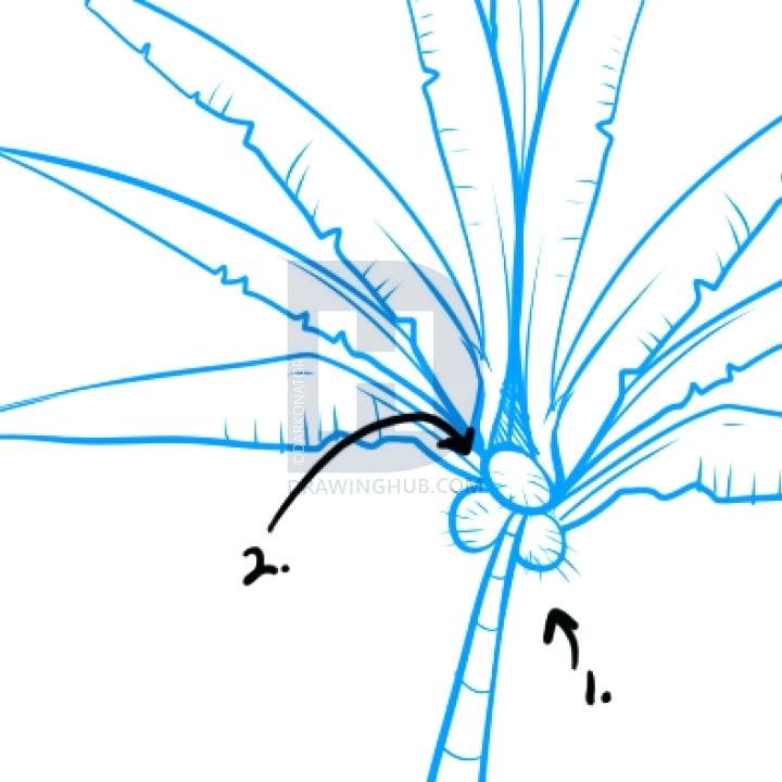 720x720 How To Draw Palm Leaves X Draw Palm Tree Leaves