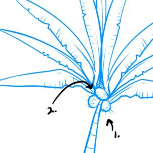 302x302 How To Draw How To Draw Palm Trees