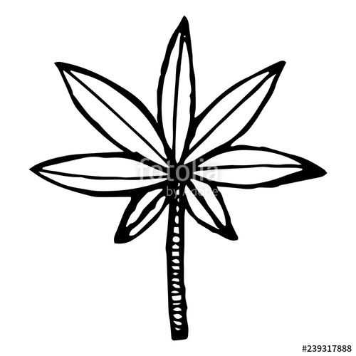 Palm Tree Leaves Drawing | Free download on ClipArtMag