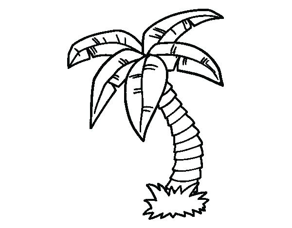 600x470 Palm Tree Coloring Pages Date Palm Tree Coloring Pages Kids