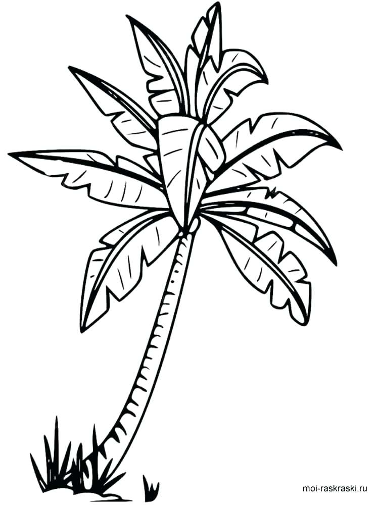 750x1000 Palm Tree Coloring Pages For Kids Free Printable