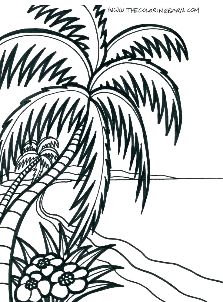 736x996 Palm Tree Coloring Pages Palm Tree Colouring Pages Coloring Book