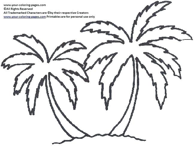654x488 Palm Tree Line Drawing