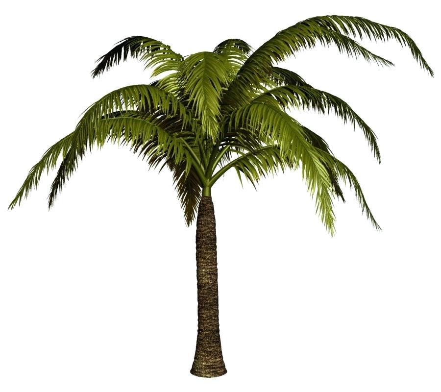 Palm Tree Pencil Drawing | Free download on ClipArtMag
