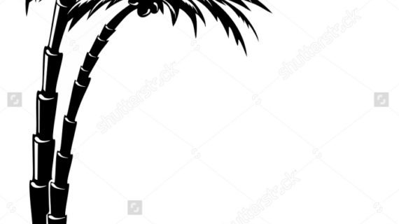 570x320 Palm Tree Landscape Drawings Pictures And Ideas On Pro Landscape