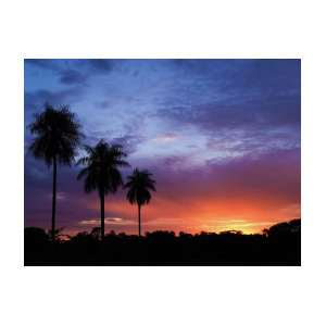 300x300 Sunset With Palm Trees In Paraguay Photograph